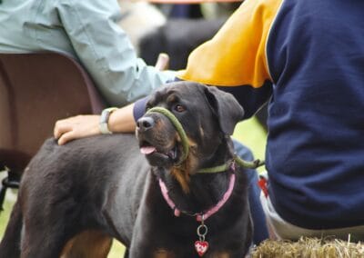 Open day dog show