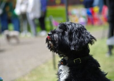 Open day dog show