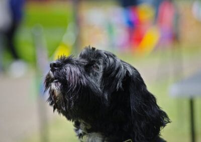 Open day dog show