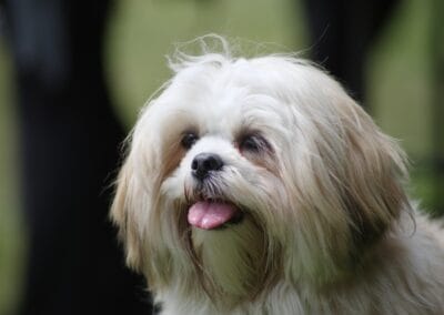 Open day dog show