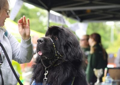 Open day dog show