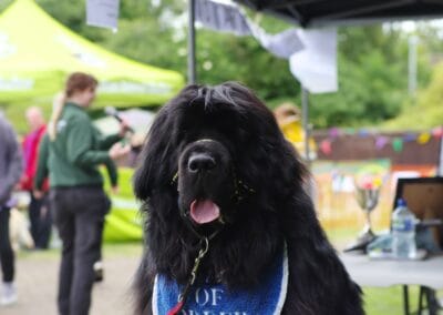 Open day dog show
