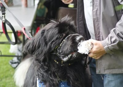 Open day dog show
