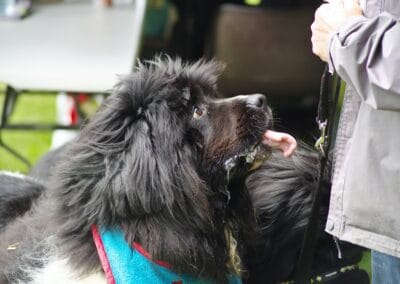 Open day dog show