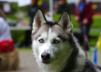 Open day dog show