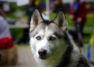Open day dog show