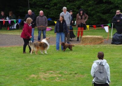 Open day dog show