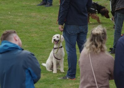 Open day dog show
