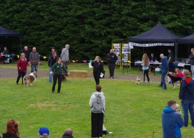 Open day dog show
