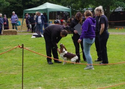 Open day dog show