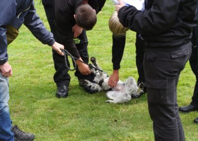 Open day dog show