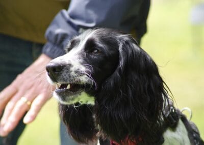 Open day dog show