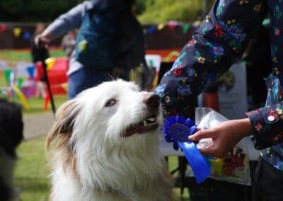 Open day dog show