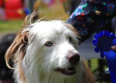 Open day dog show