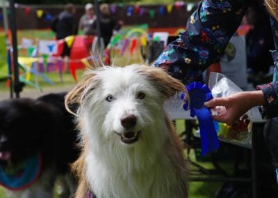 Open day dog show