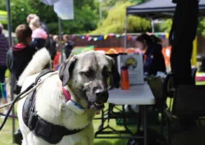 Open day dog show