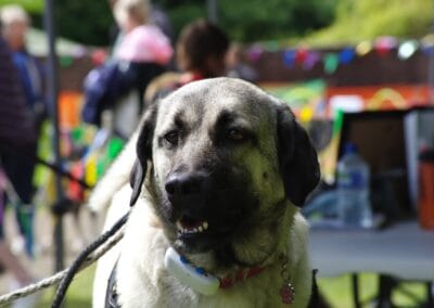 Open day dog show