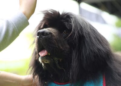 Open day dog show