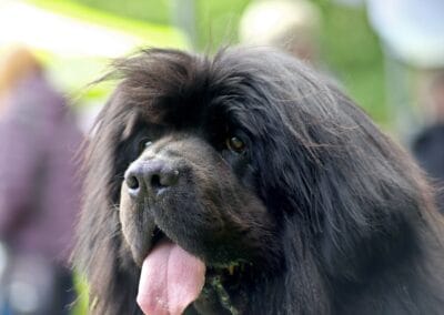 Open day dog show