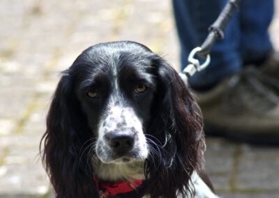 Open day dog show