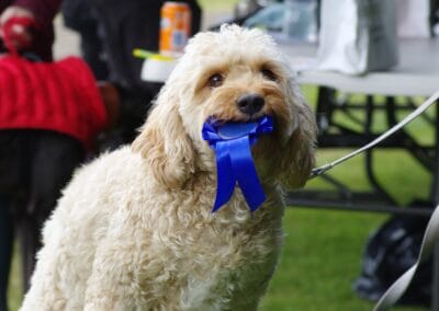 Open day dog show