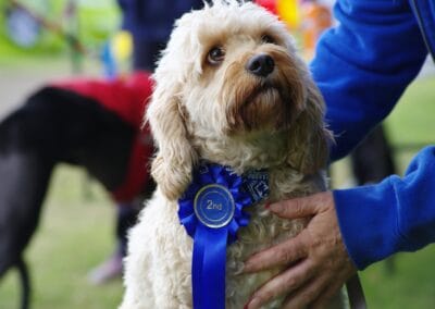 Open day dog show