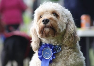 Open day dog show