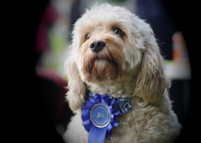 Open day dog show