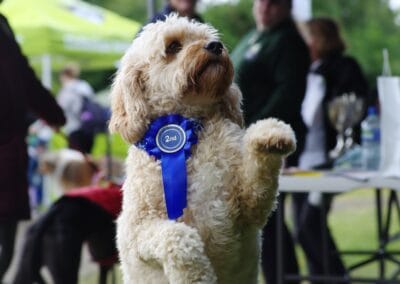 Open day dog show