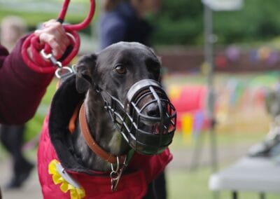 Open day dog show
