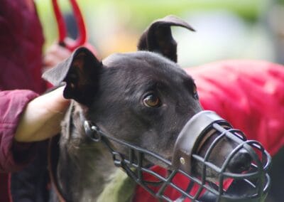 Open day dog show