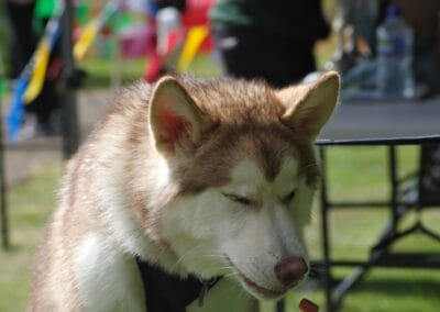 Open day dog show