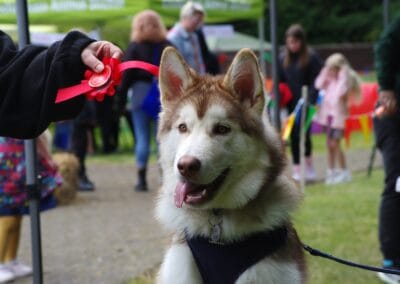 Open day dog show