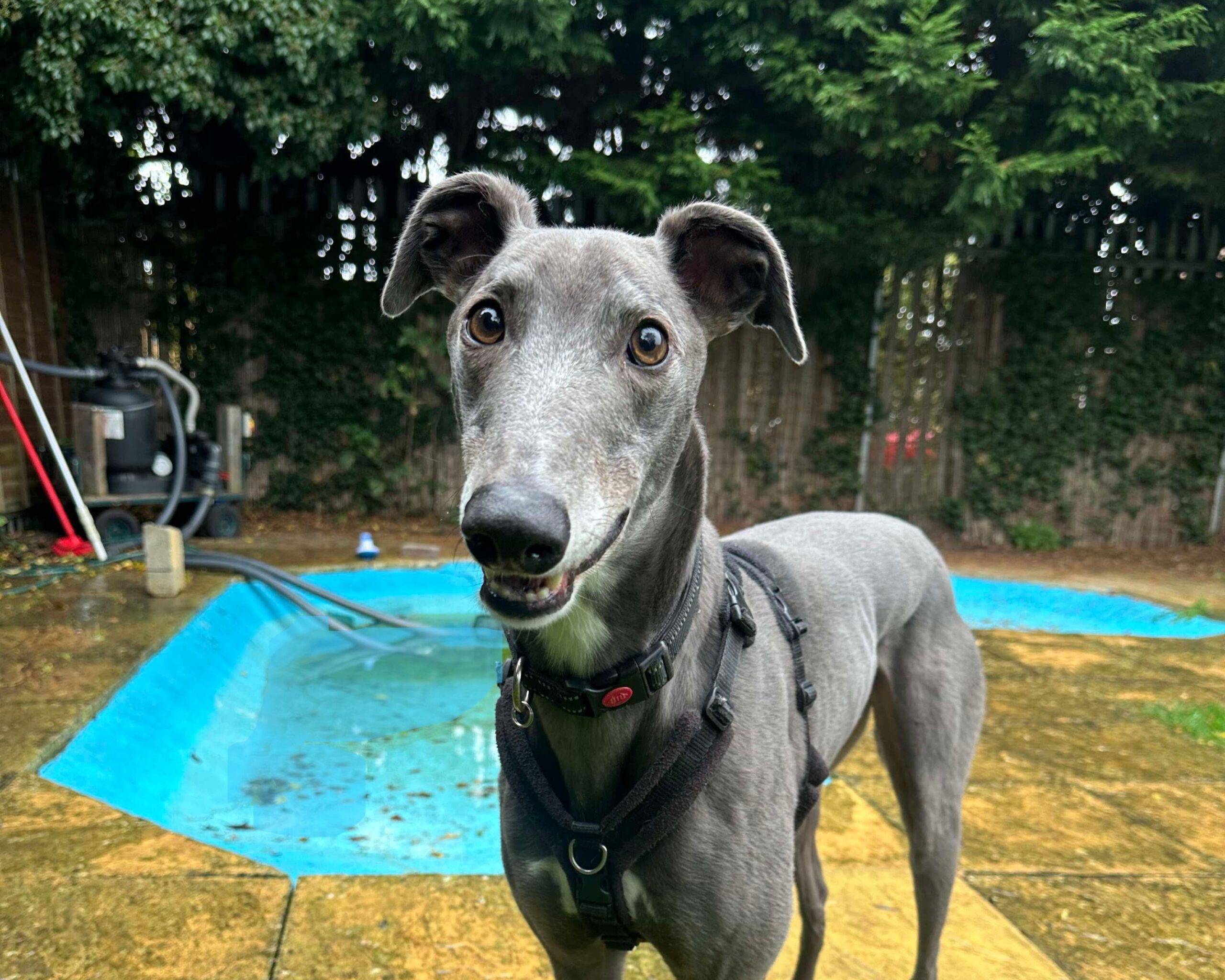Jasper the greyhound