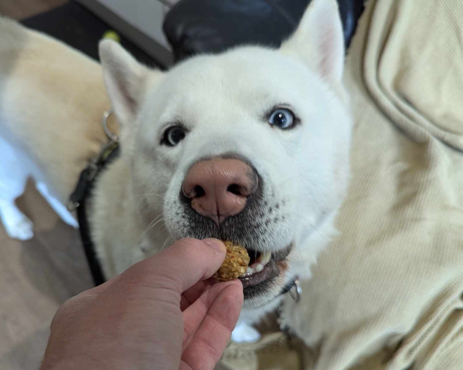 Kato with Home-Made Dog Treat 1 5x4
