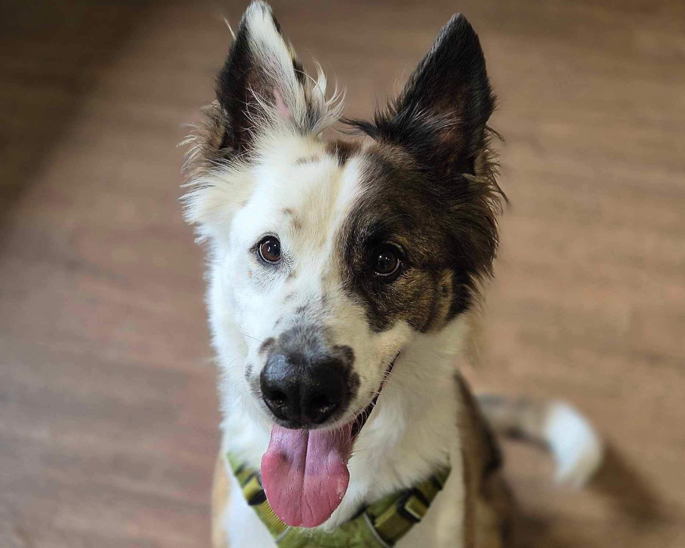 Kenai