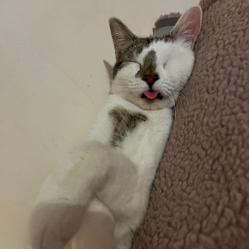 Kendal - Cosiest Pet