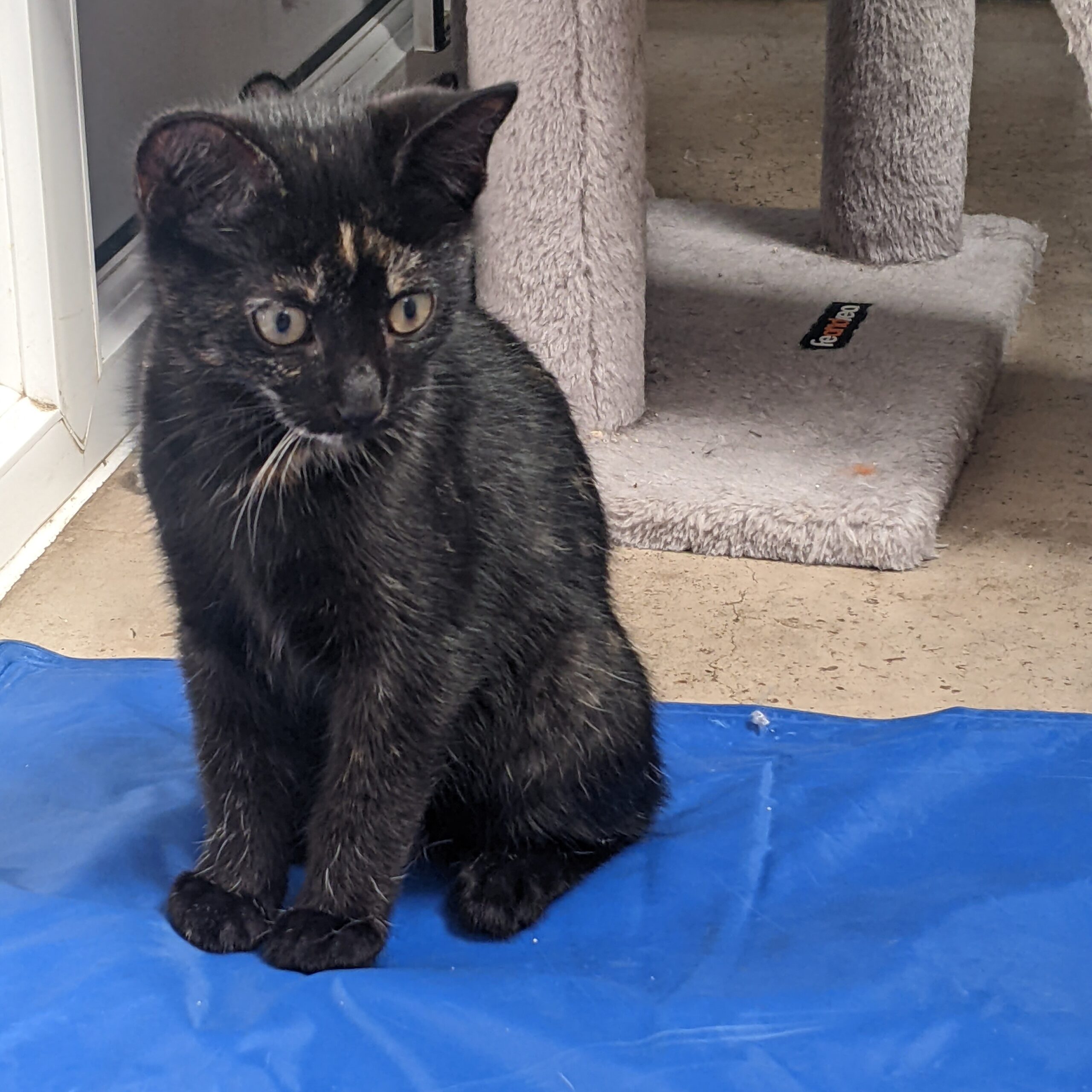 kitten on cooling mat sq