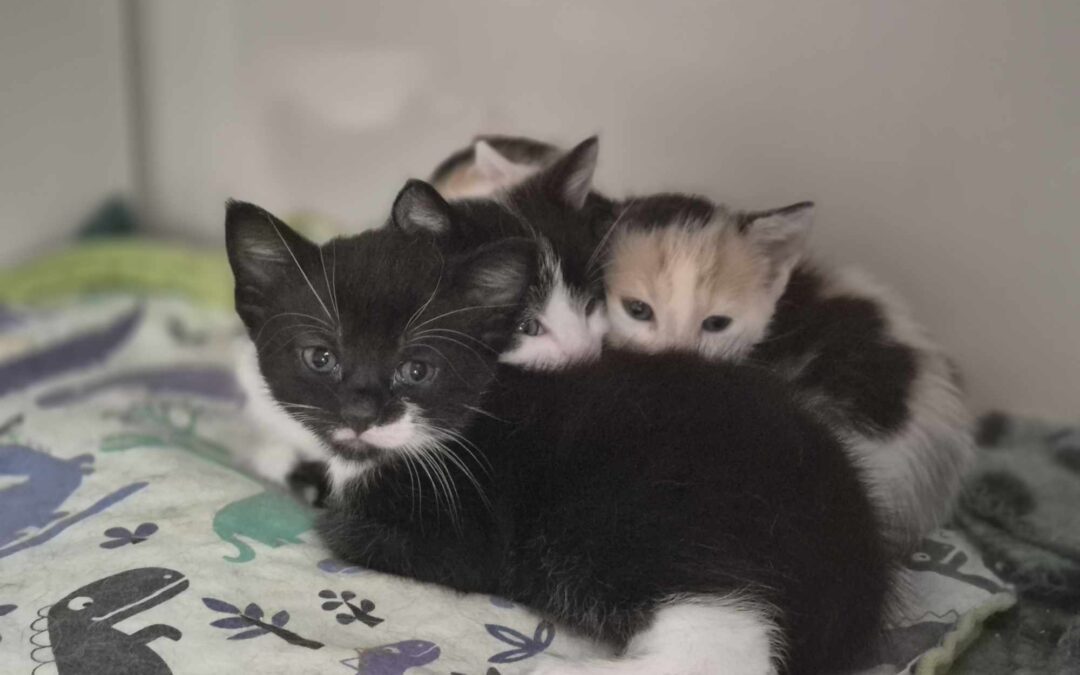 World Spay Day!