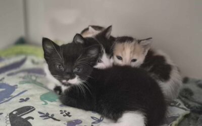 World Spay Day!
