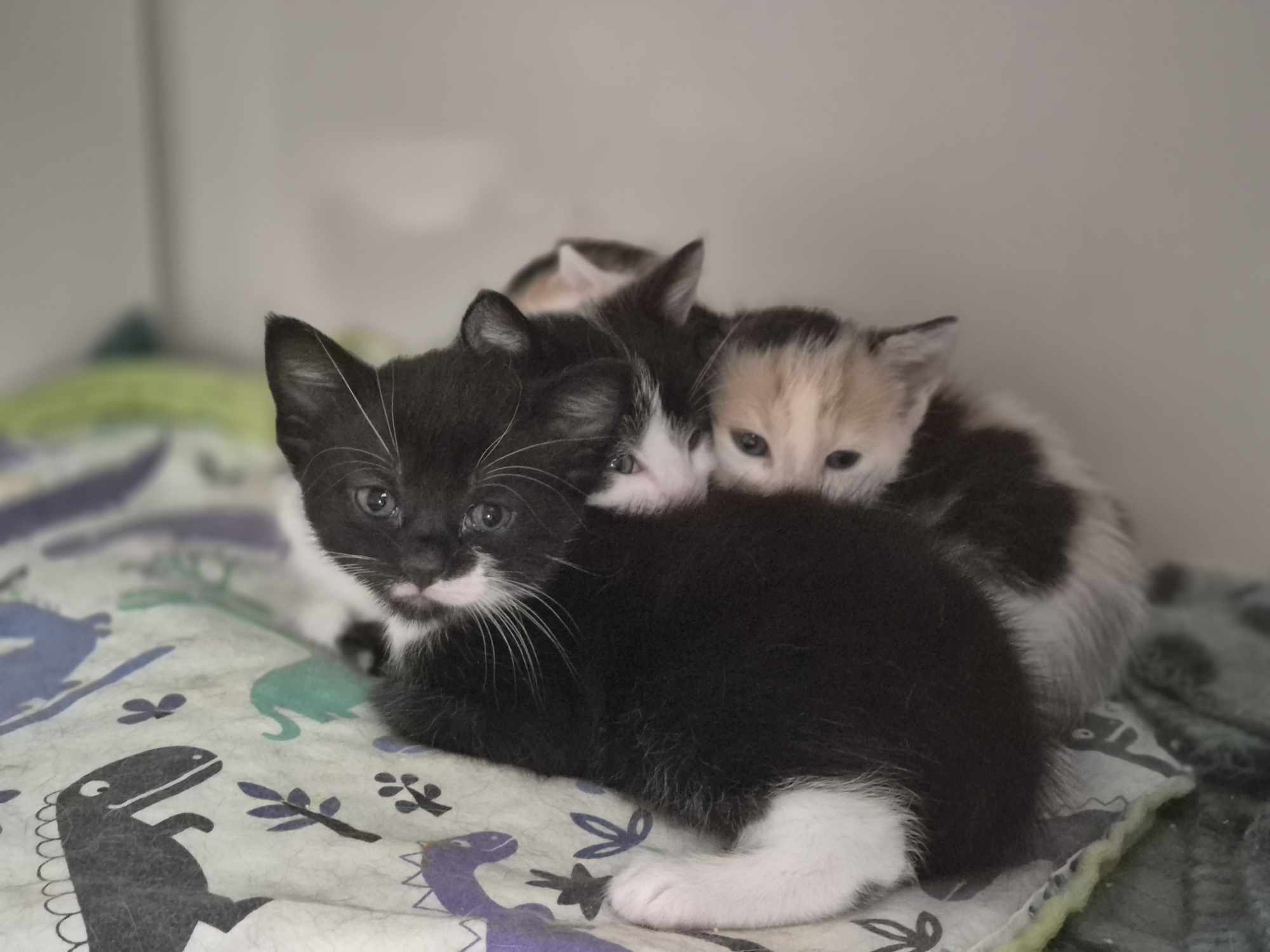 Three kittens curled up in a pen