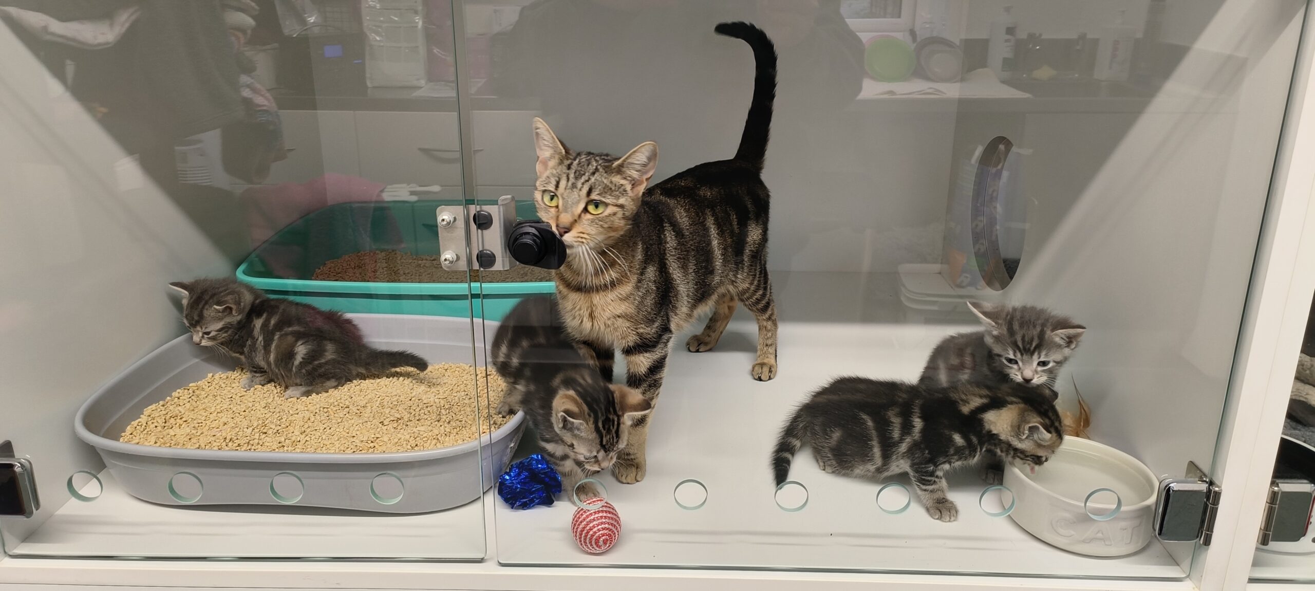 Kittens (2)