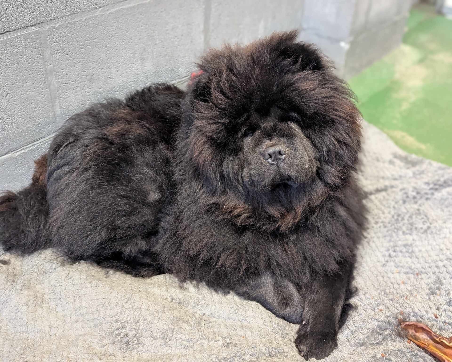 Lilibet the back chow chow