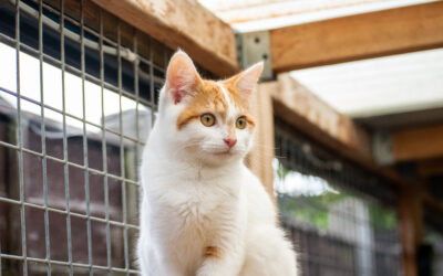 Catios and cat friendly gardens