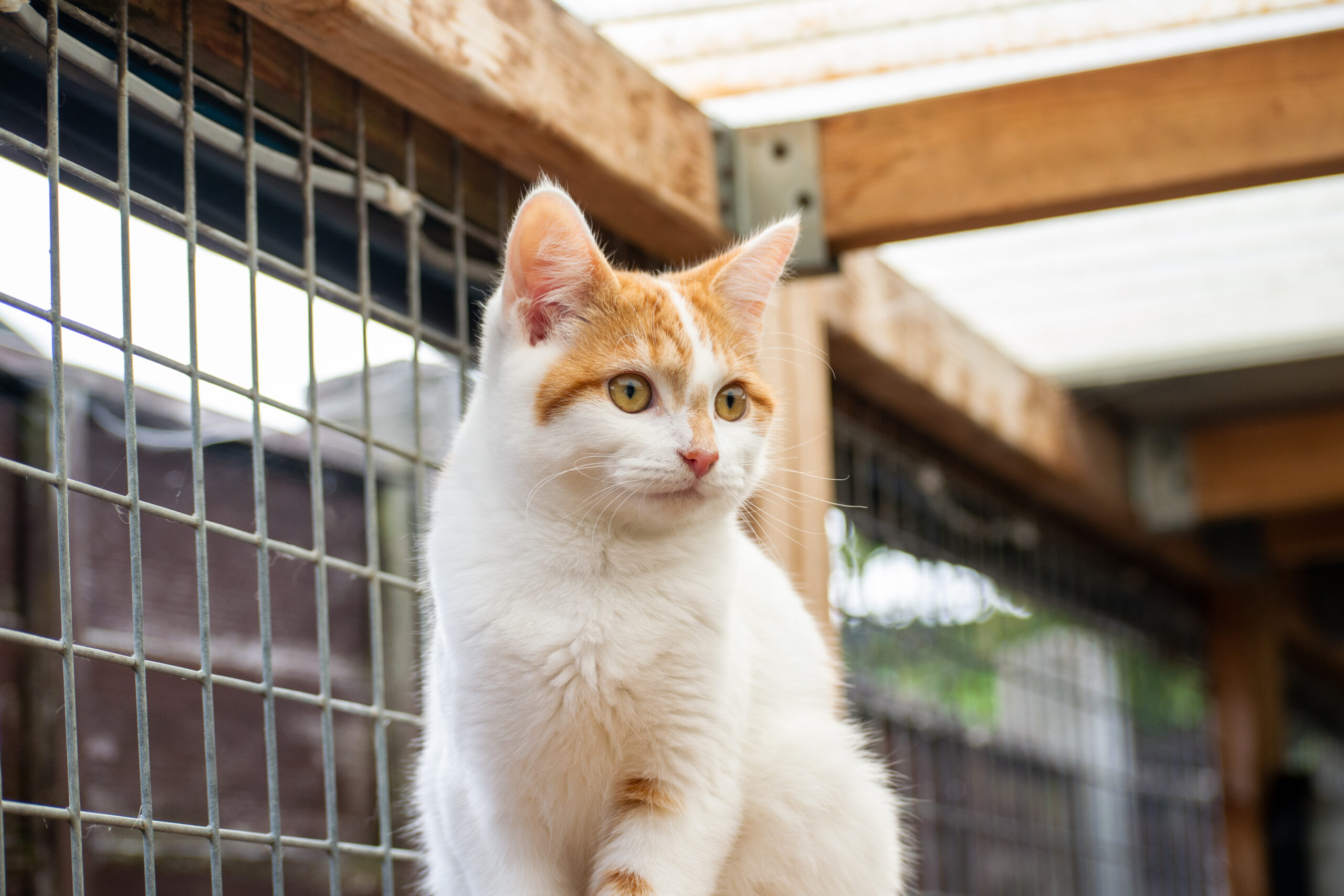 Giner and white cat sat on a shelf in CAS catio
