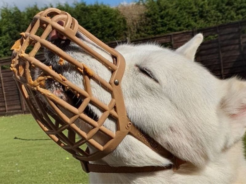 Kato the Akita looking happy licking peanut butter from inside a muzzle
