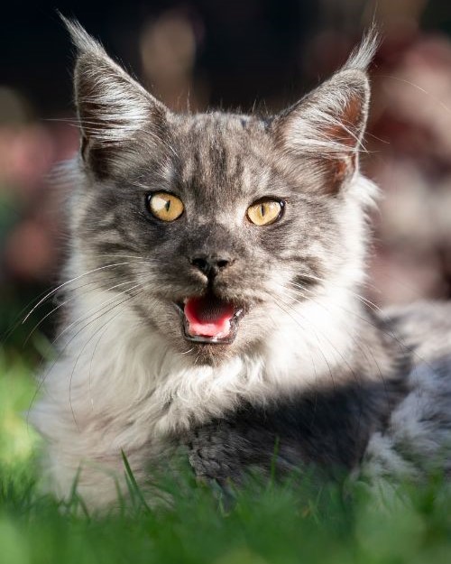 Panting cat - 1