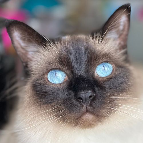 Pebbles - Bonus Winter's Tail