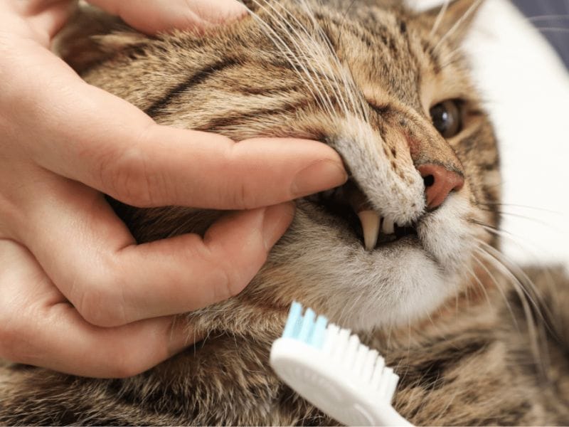 Image showing cat having it's teeth brished