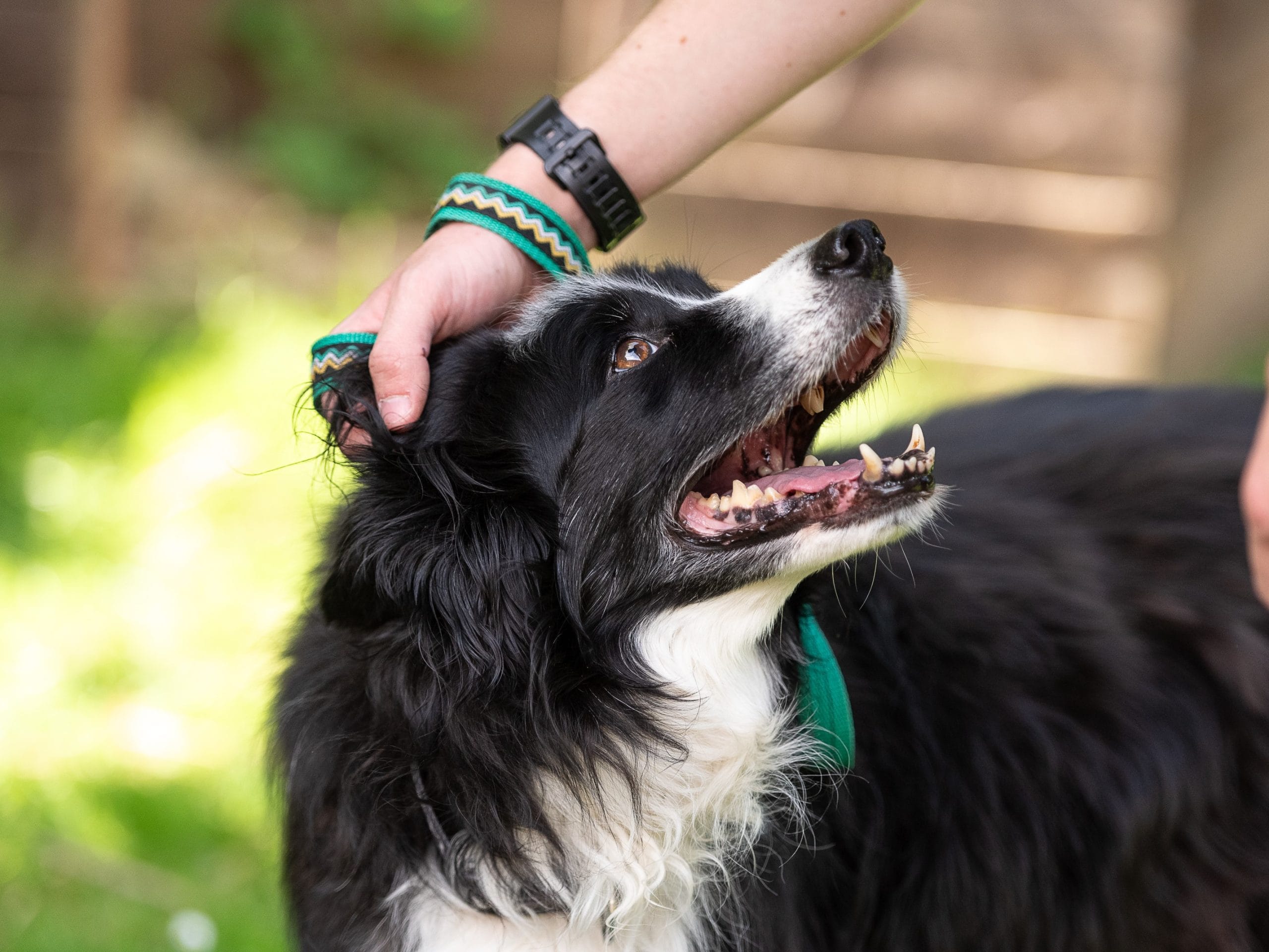 Petra the collie being stoked on the head
